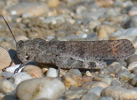 Carolina Grasshopper